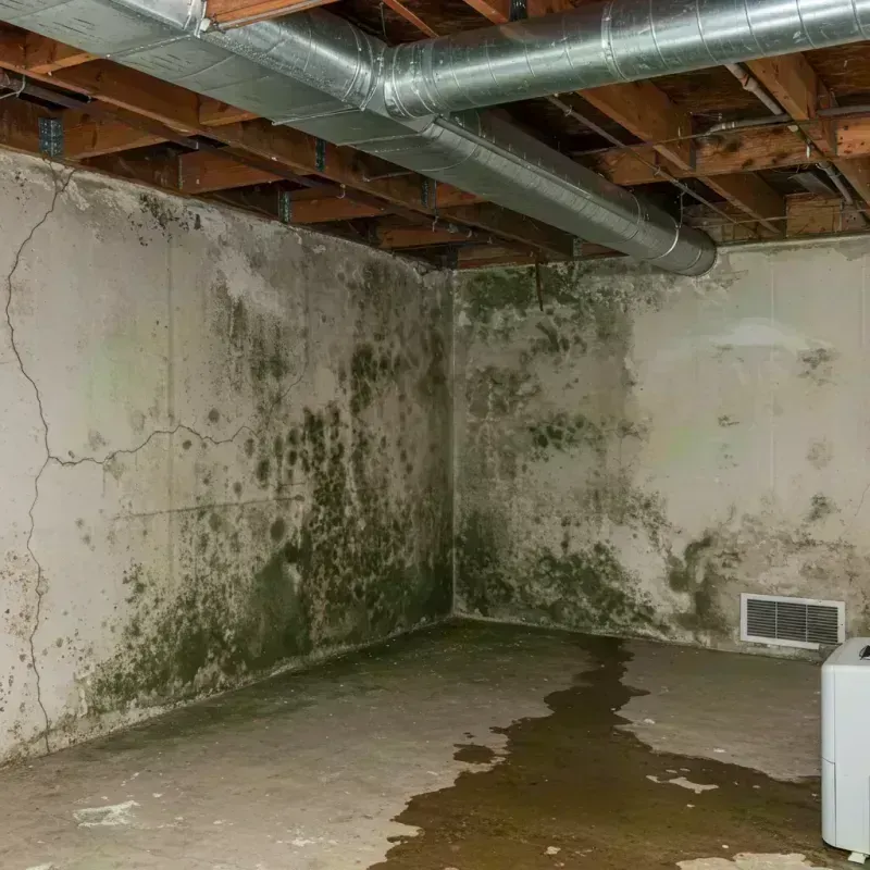 Professional Mold Removal in Trigg County, KY